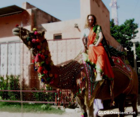 Postcard camel
