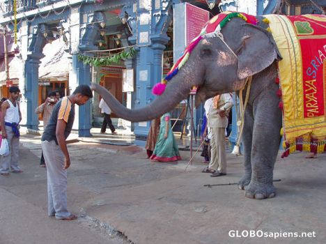 Postcard Elephant Blessing a pilgrim by hitting his head