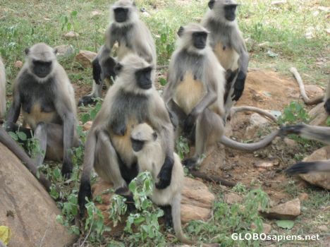 Postcard Family of Monkeys waits for Dinner
