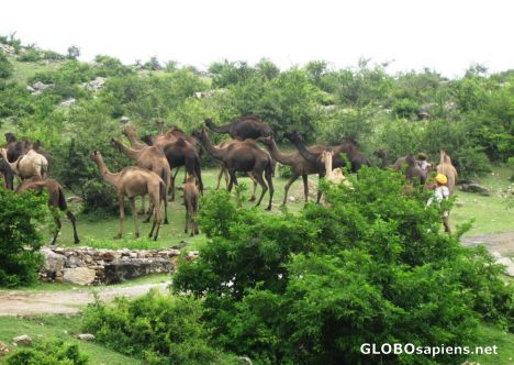 Postcard Herd of Camels roadside