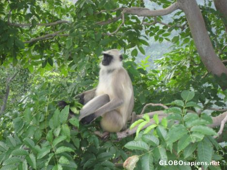 Postcard Monkey poses in Tree
