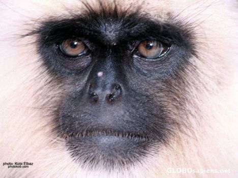 Postcard monkey face