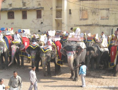 Postcard Preparing the Elephants for Passengers
