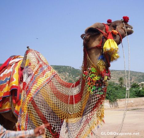 Postcard Well Dressed Camel