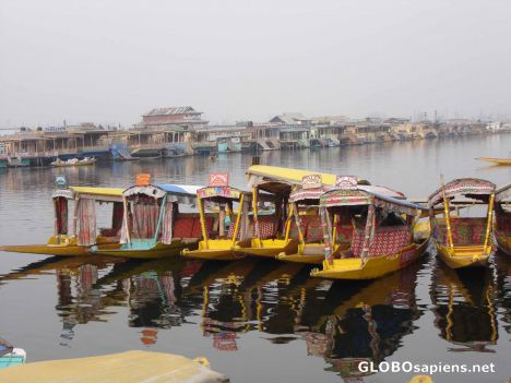 Postcard Shikara Boats on Dal Lake