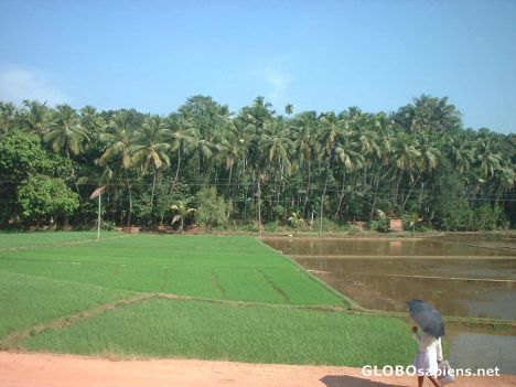 Postcard Lush, green Kerala countryside