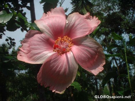 Postcard Beauty of Kerala Flowers 3