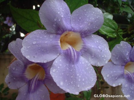 Postcard Beautiful Kerala Flowers 4