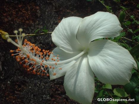 Postcard Beauty of Kerala Flowers 7