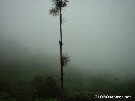 Postcard  Misty Wayanadu hills, Kerala, India