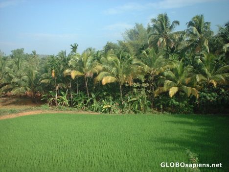 Postcard country side near Kochi--Lush green paddy fields.