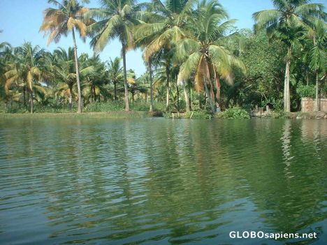 Postcard Kochi backwaters