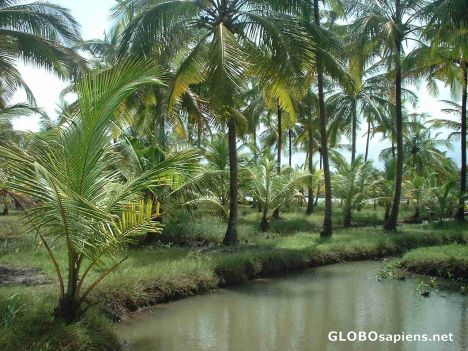 Postcard Stunning Kerala counry side near Kochi