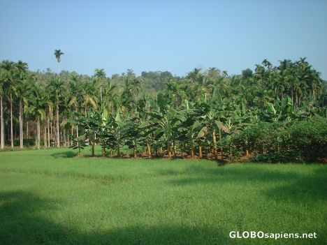 Postcard Lush green paddy fields near Kozhikode !