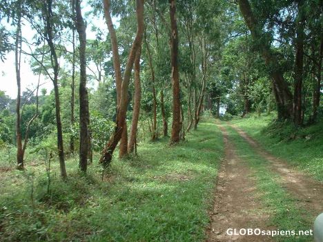 Postcard Forest path, Nelliampathy forest, Palakkad