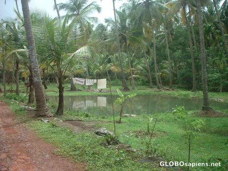 Postcard Peaceful village scene from Kozhikode, Kerala.
