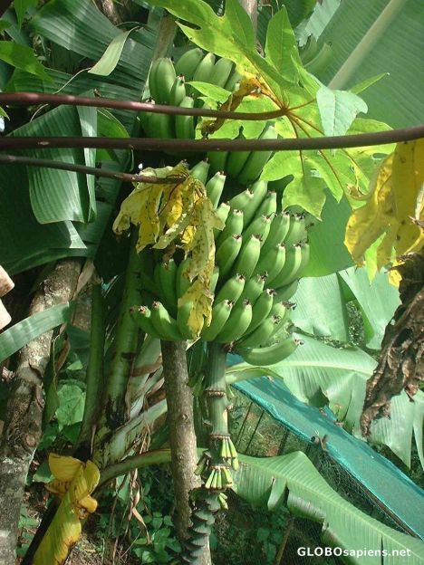 Postcard Organic bananas at the eco-farm, Windys mountain