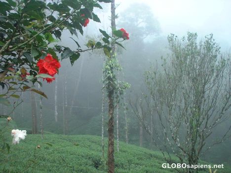 Postcard Misty tea plantations of Wayanadu, Kerala