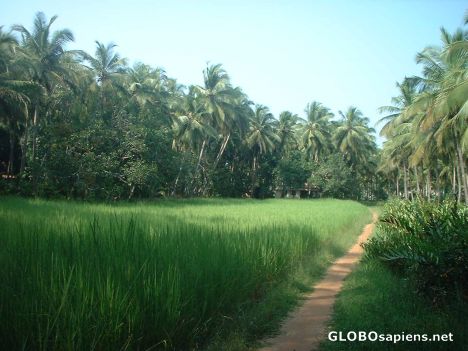 Postcard The famous paddy fields of rural Kerala