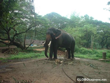 Postcard At an Elephant Sanctuary near Trichur