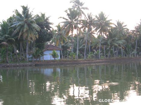 Postcard coconut trees on the river bank
