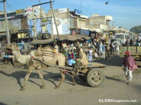 Postcard Camel Cart