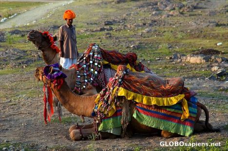 Postcard Rajasthan camels