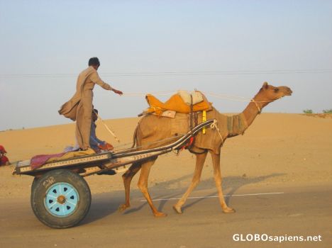 Postcard Camel Chariot