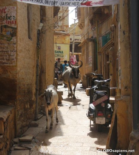 Postcard A bull threads its way through the narrow alleys