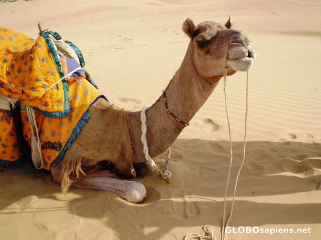 Postcard My Camel