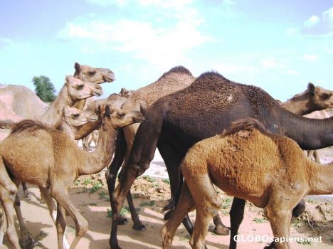 Postcard Herd of Camels