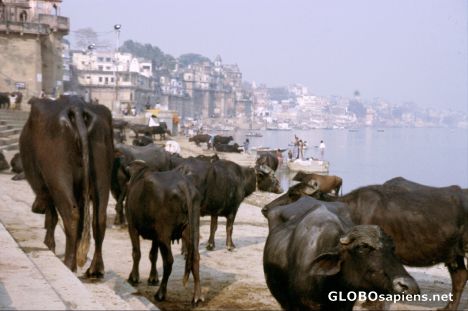 Postcard Varanasi Impressions I