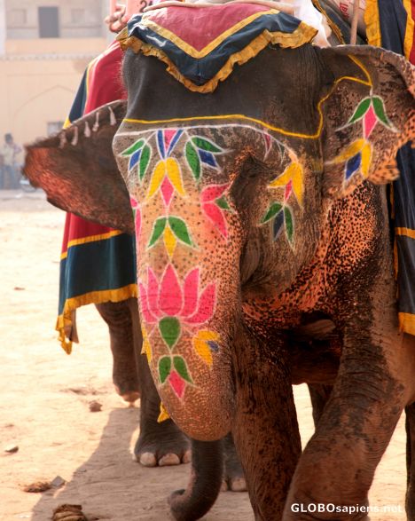 Postcard Colourful elephants of Amber