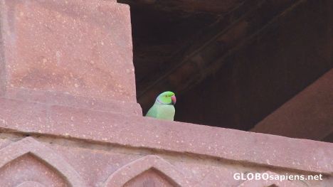 Postcard Green Parrot