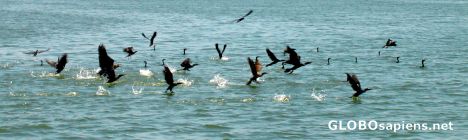 Postcard cormorants