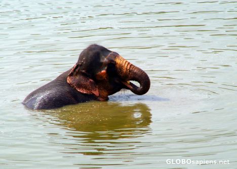 Postcard Amber - bathing elephant
