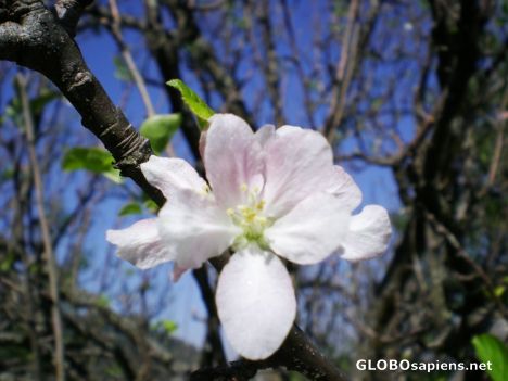Postcard Apple Blossom