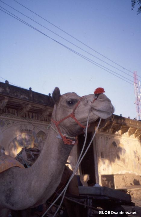 Postcard The Camel in Mandawa, friendly smiling