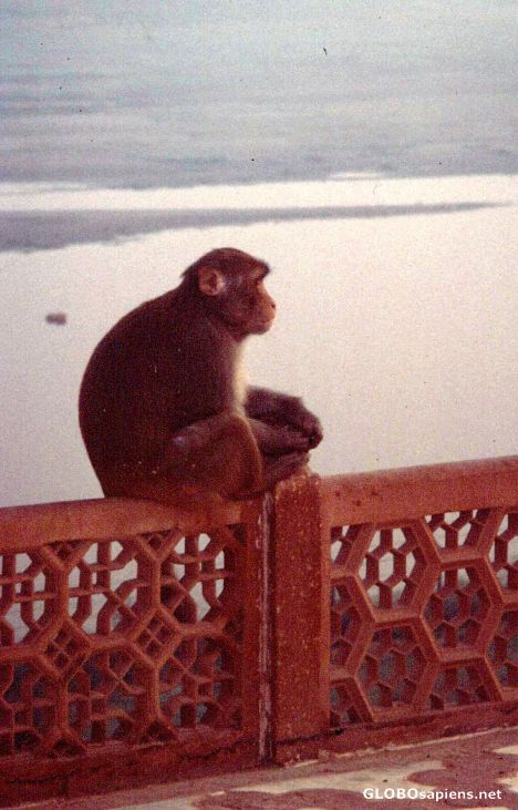 Postcard The Ape, Taj Mahal