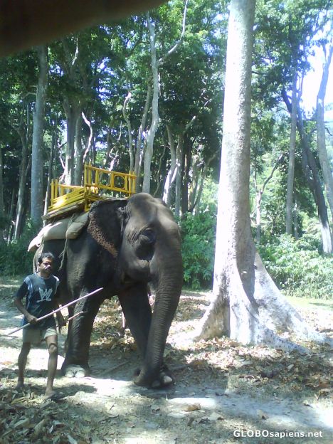 Postcard safari on an elephant