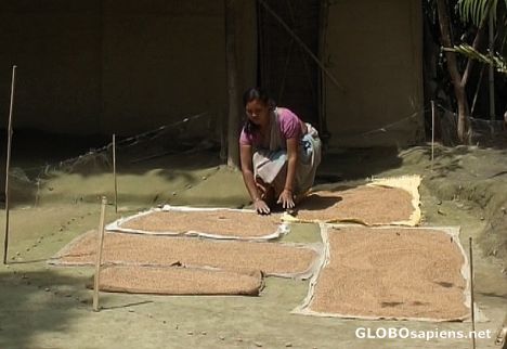 Drying the rice