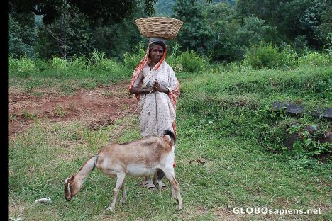 Postcard Lady Shepherd minding goats in rural Kolhapur