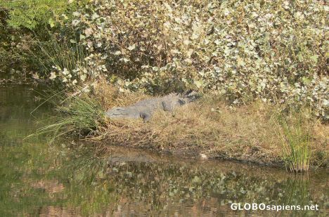Postcard Marsh crocodile
