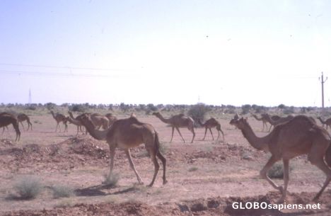 Postcard Camels in the Thar Desert