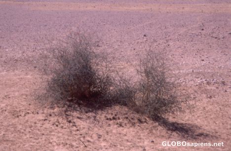 Postcard Bush in the Thar Desert