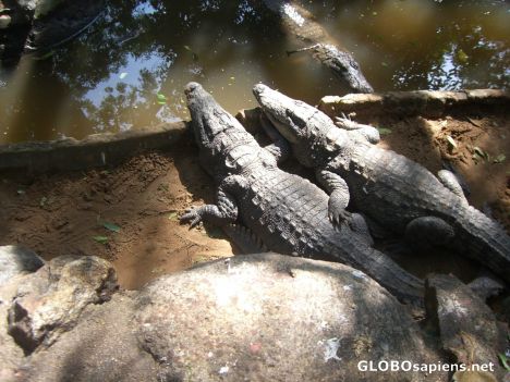 Postcard Croc buddies