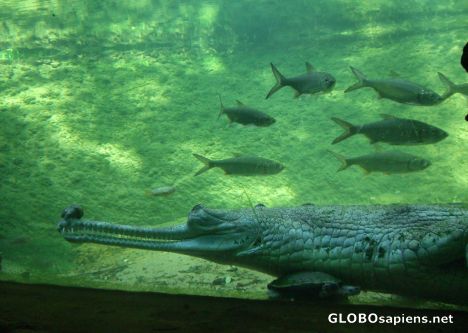 Postcard Crocodile park (3) - underwater view
