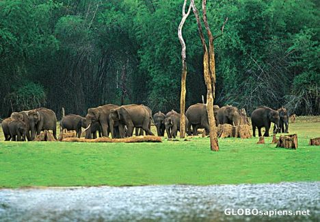 Postcard herd of elephants at thekkady