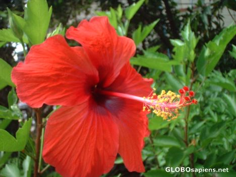 Postcard Red Hibiscus from Kerala, India