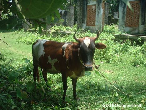 Postcard The lone cow, Kerala, India